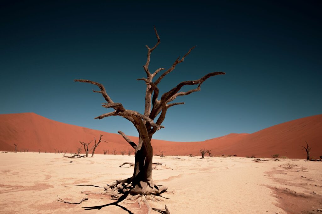 Dunes de Sossulvlei, voyage Namibie, visite sans conduire, lodges, sites emblématiques, Parc d'Etosha, éléphants, voyage sur-mesure