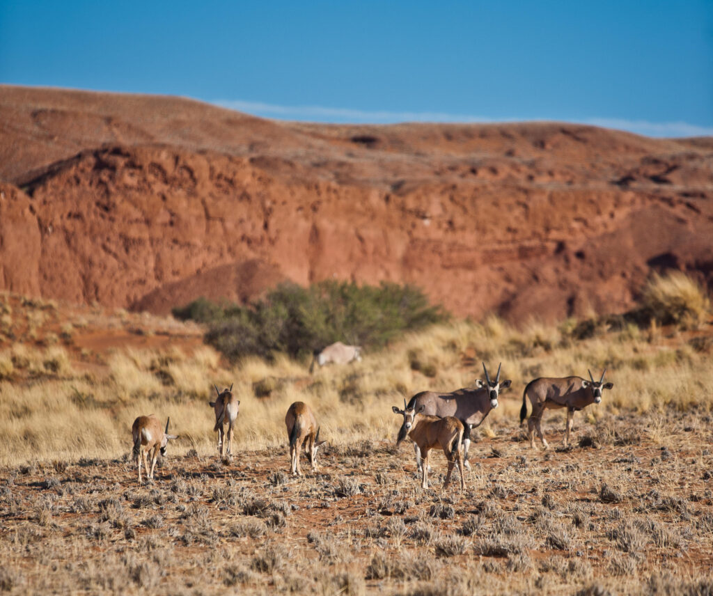 Namibie, Voyage sur mesure, Sossusvlei, chauffeur guide, Kalahari, Fish River Canyon, désert du Namib, Damaraland, agence spécialisée