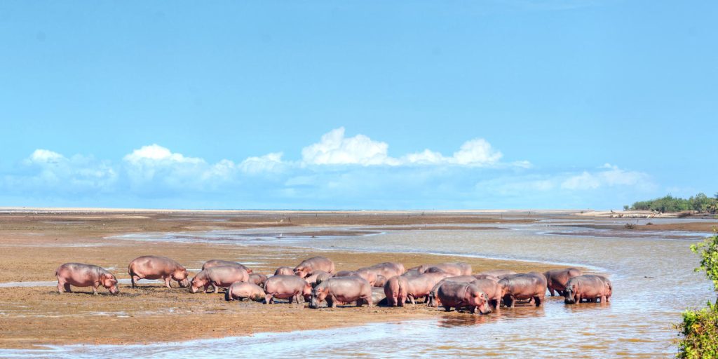 Parc national de Tarangire Trek Safari Tanzanie Authentique