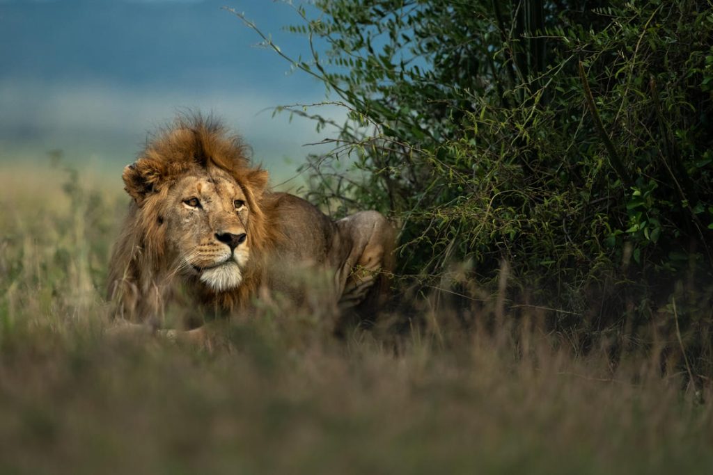 Lion Parc national Serengeti Trek Tanzanie