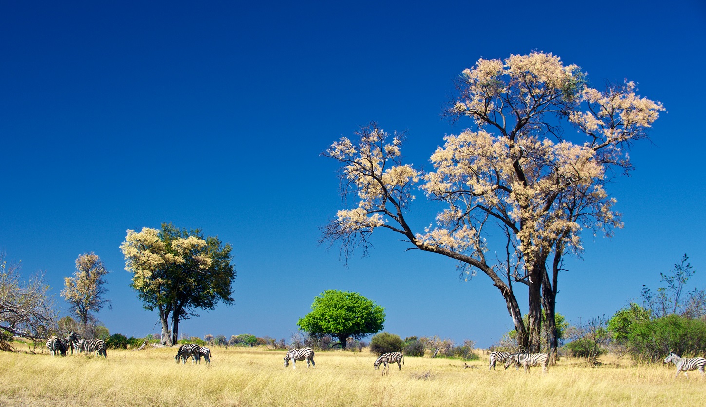 Le Delta de l'Okavango au printemps. Safari en Afrique : Quand partir ?