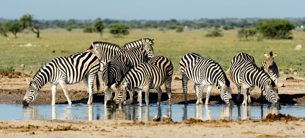 Migration des zèbres au Kalahari (Botswana) en février mars. Safari en Afrique : Quand partir ?
