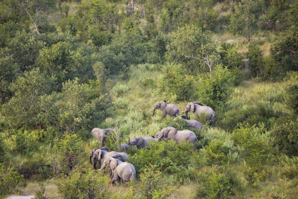 Safari Delta de l'Okavango - Voyage Botswana